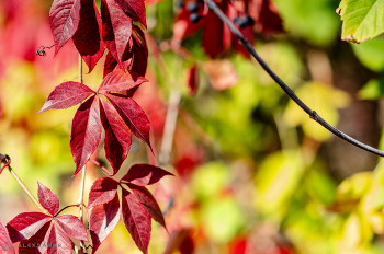 Rot auf Gelb / sAMYANG 85 MM 1.4