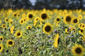 Erinnerungen an den Sommer / Ein Sonnenblumenfeld