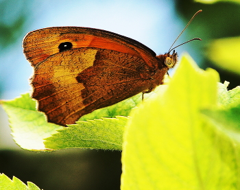 Schmetterling / ***