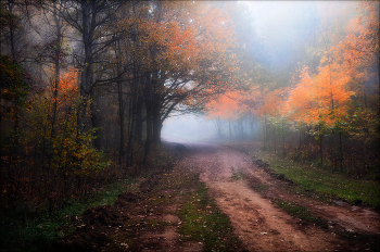 Bäume im Nebel / ***