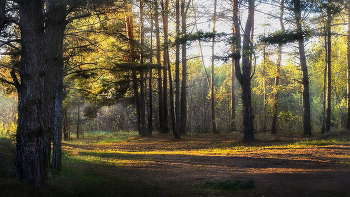 Oktober in den Wald / ***