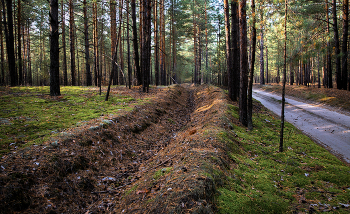 Im Herbstwald. / ***