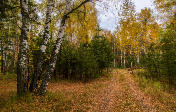 Herbst im Wald / ***