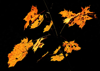 Leaves / ***