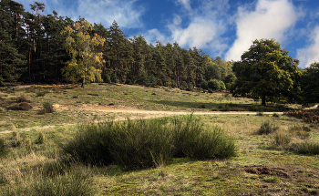 In den Wäldern / ***