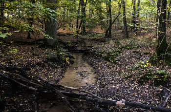 Bach im Wald / ***