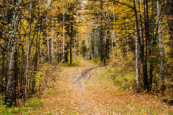 Goldener Herbst / ***