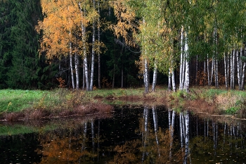 Birches / ***