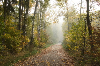 Straße zum Herbst / ***