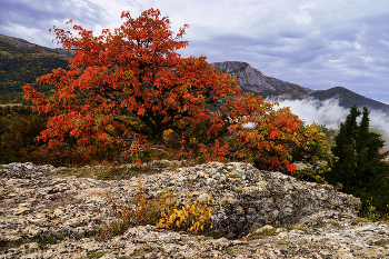 Herbst / ***