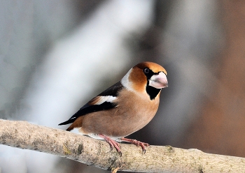 Grosbeak / ***