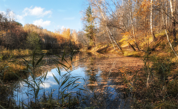 Overgrown Teich / ***