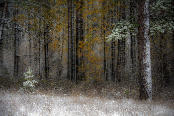 Der Wald Raised a Christmas Tree / ***