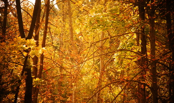 November / ***