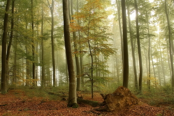 Neues Leben / ***