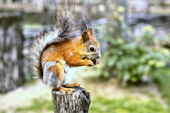 Über Eichhörnchen ... / ***