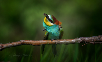 &nbsp; / European bee-eater