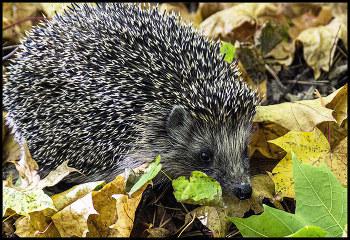 Igel / ***