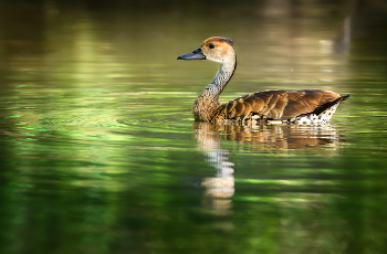 West Indian Whistling–Duck (Dendrocygna arborea) / ***
