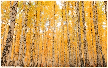 Winterwald / ***