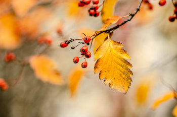 Rote und gelbe / ***