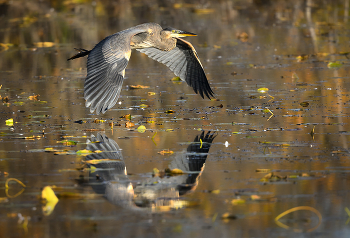 Great blue heron / ***