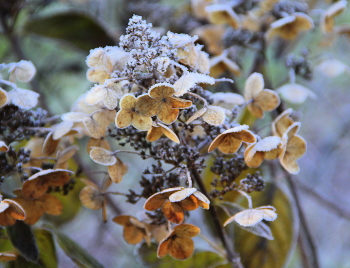 Frost / ***