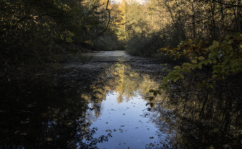 Im Wald / ***