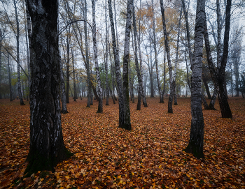 Herbst / ***