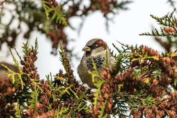 Sparrow. / ***