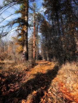 Herbstwald / ***