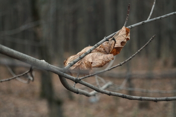 Last Leaf / ***