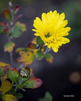 Blumen im November / ***
