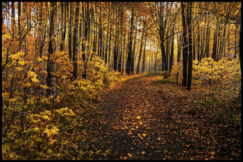 in den herbstlichen Wald / ***