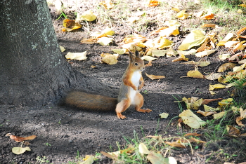 Eichhörnchen / ***