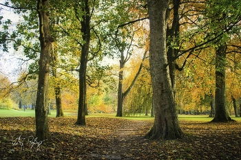 Ein Tag im November / Ein Bild vom herbstlichen Park