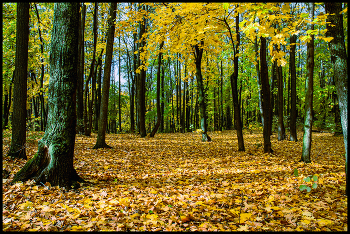 in den herbstlichen Wald / ***