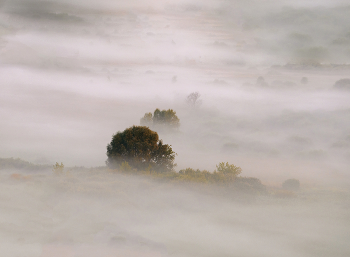 Baum im Nebel / ***