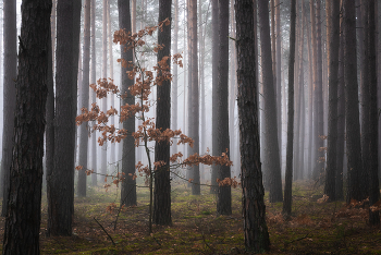 Im Wald / ***