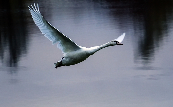 flight of white birds / ***