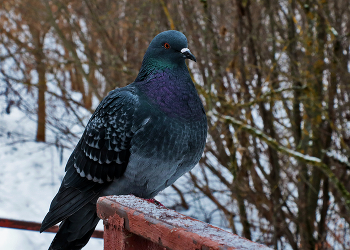 Proud Bird / ***