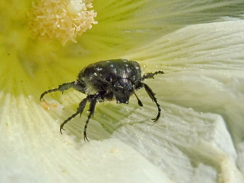 Im Inneren der Blüte / ***