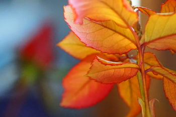 Der erste Tag des Winters / ***
