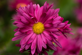 Chrysantheme / ***