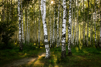 Birches / ---