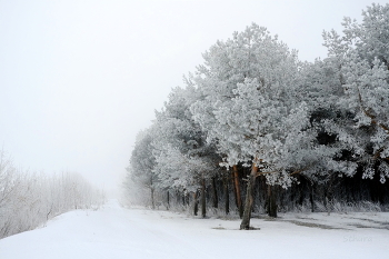 Nebel und Frost. / ***