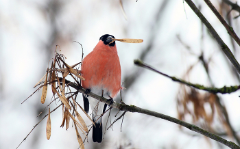 Winter Guest / ***