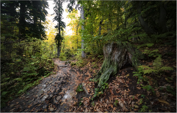 in den herbstlichen Wald / ***