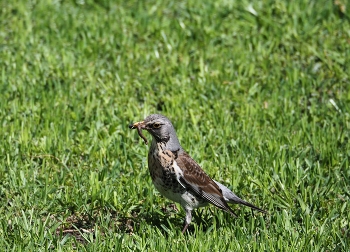 Thrush Wacholderdrossel / ***