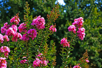 Erinnerung an den Sommer ... / ***